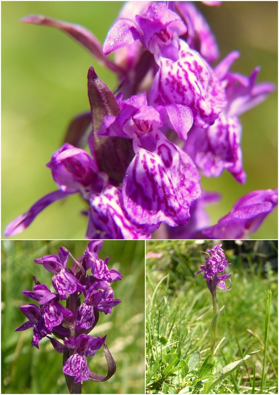 Una giornata a Valparola. Dactylorhiza, Nigritella e grandi montagne!
